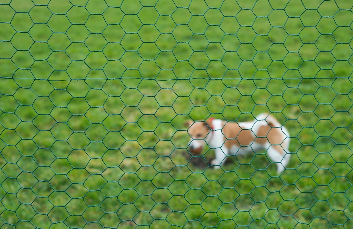 Nature Gaas Zeskantig 25x25mm Geplastificeerd 1x2.50m - Afbeelding 2