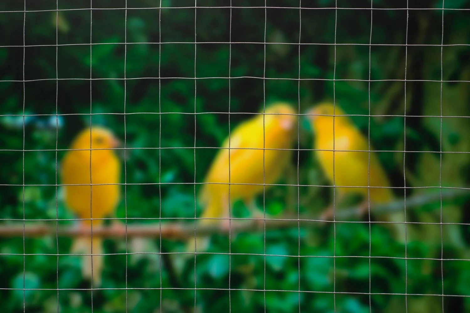 Nature Gaas Vierkant 13x13mm Verzinkt 1x2.50m - Afbeelding 2