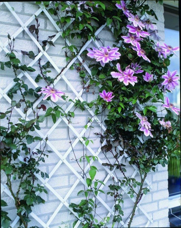 Nature Klimplantrek Kunststof Groen 50x150cm - Afbeelding 2