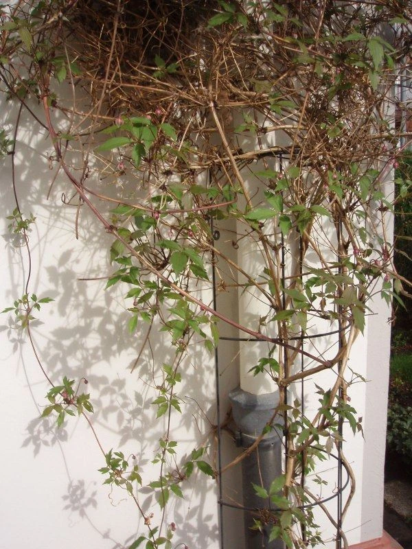 Nature Klimplantrek Halfrond Metaal Verzinkt 145 X 18 Cm - Afbeelding 2